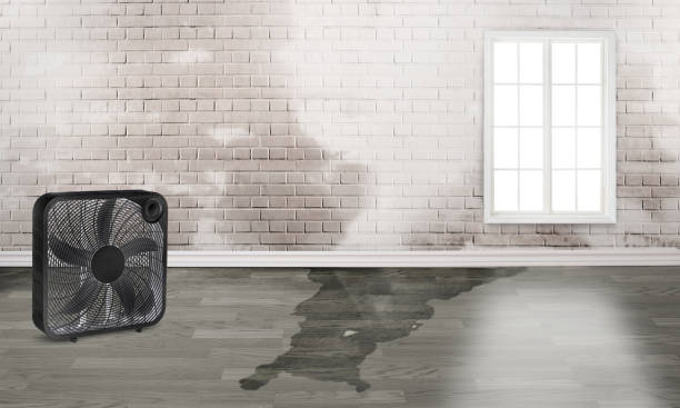 Best 24/7 water damage repair  in Madison, IN